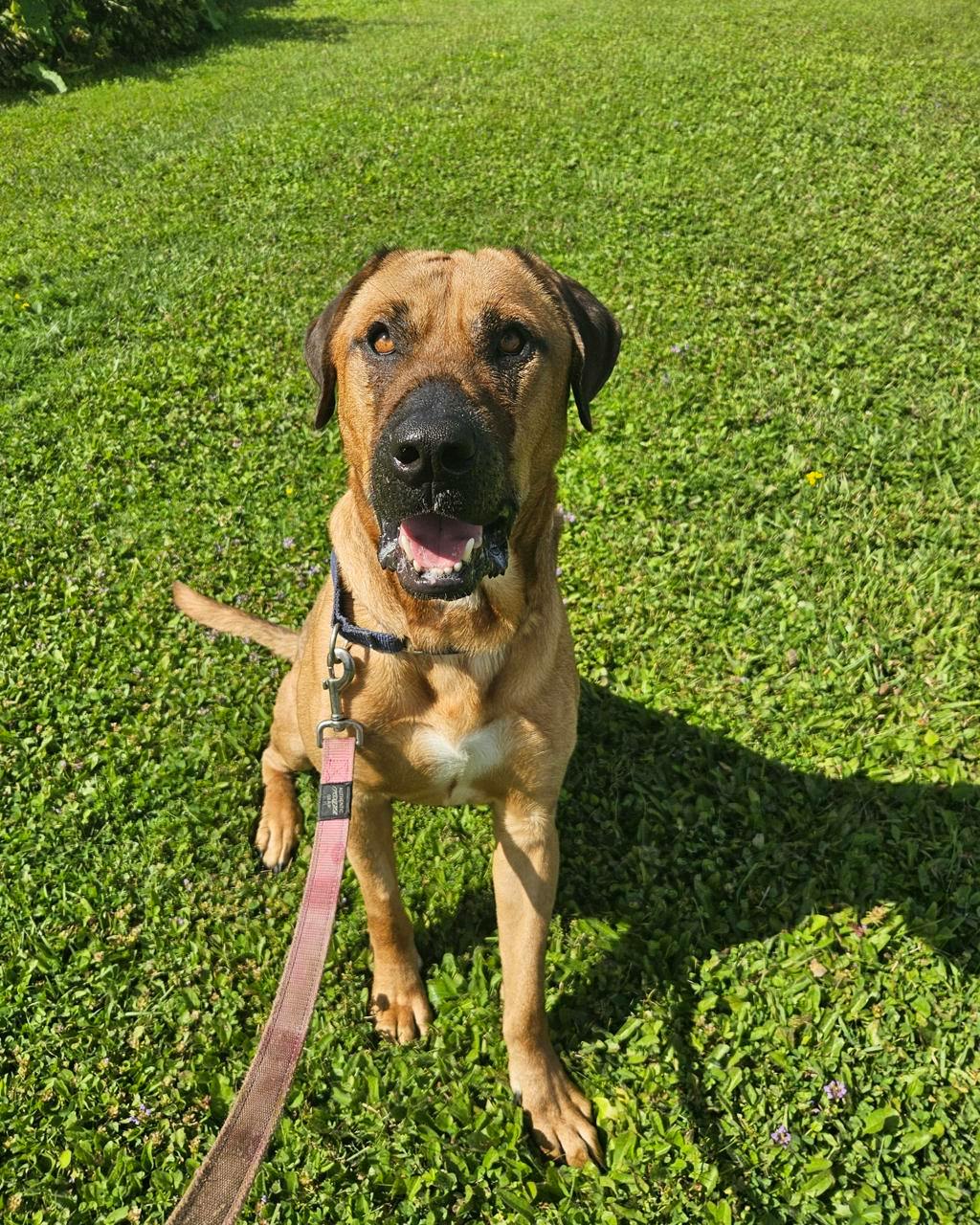 Lewis, a 2 years and 2 months old Tan Male Mastiff Dog