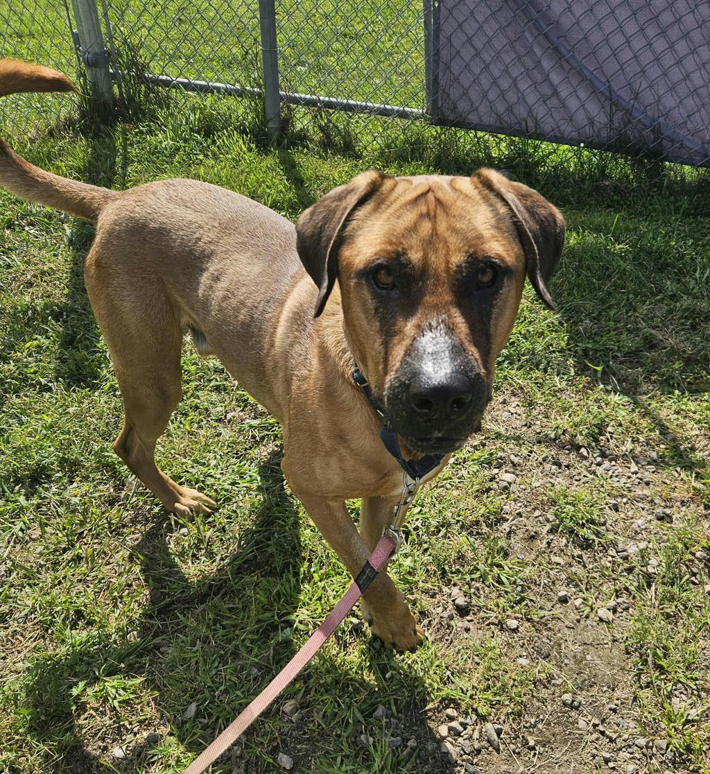 Mastiff