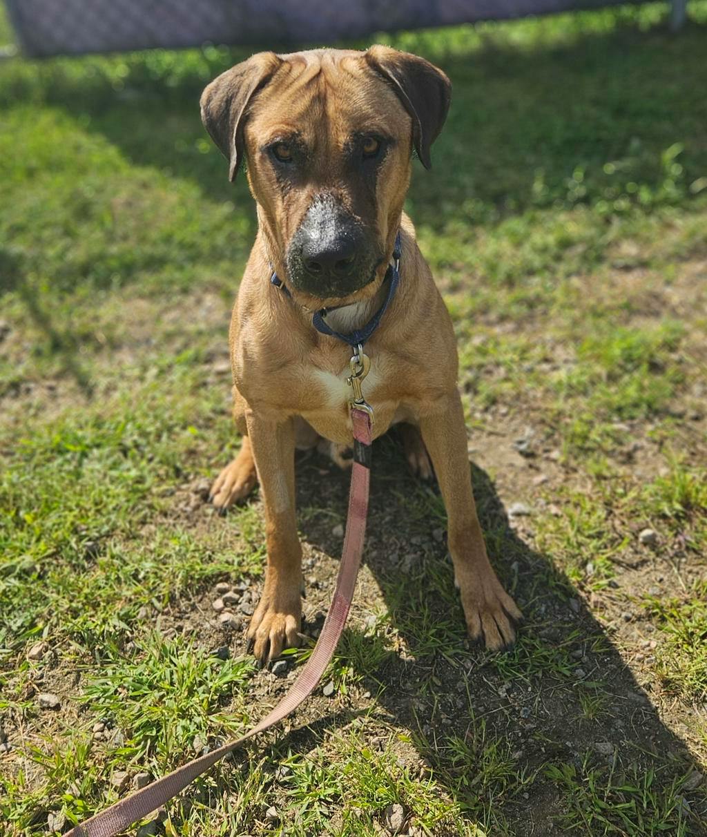 Lewis, a 2 years and 2 months old Tan Male Mastiff Dog