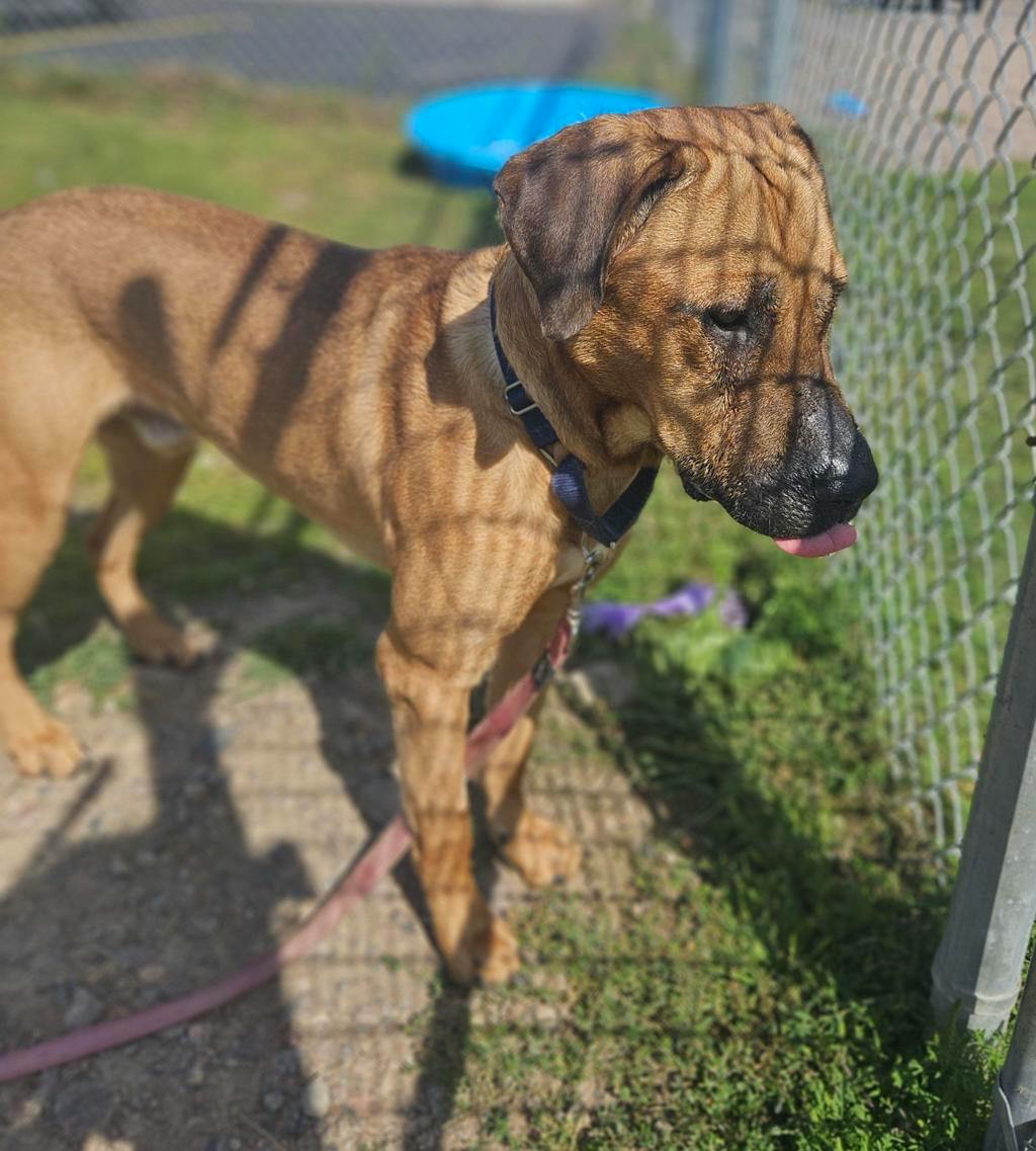 Lewis, a 2 years and 2 months old Tan Male Mastiff Dog