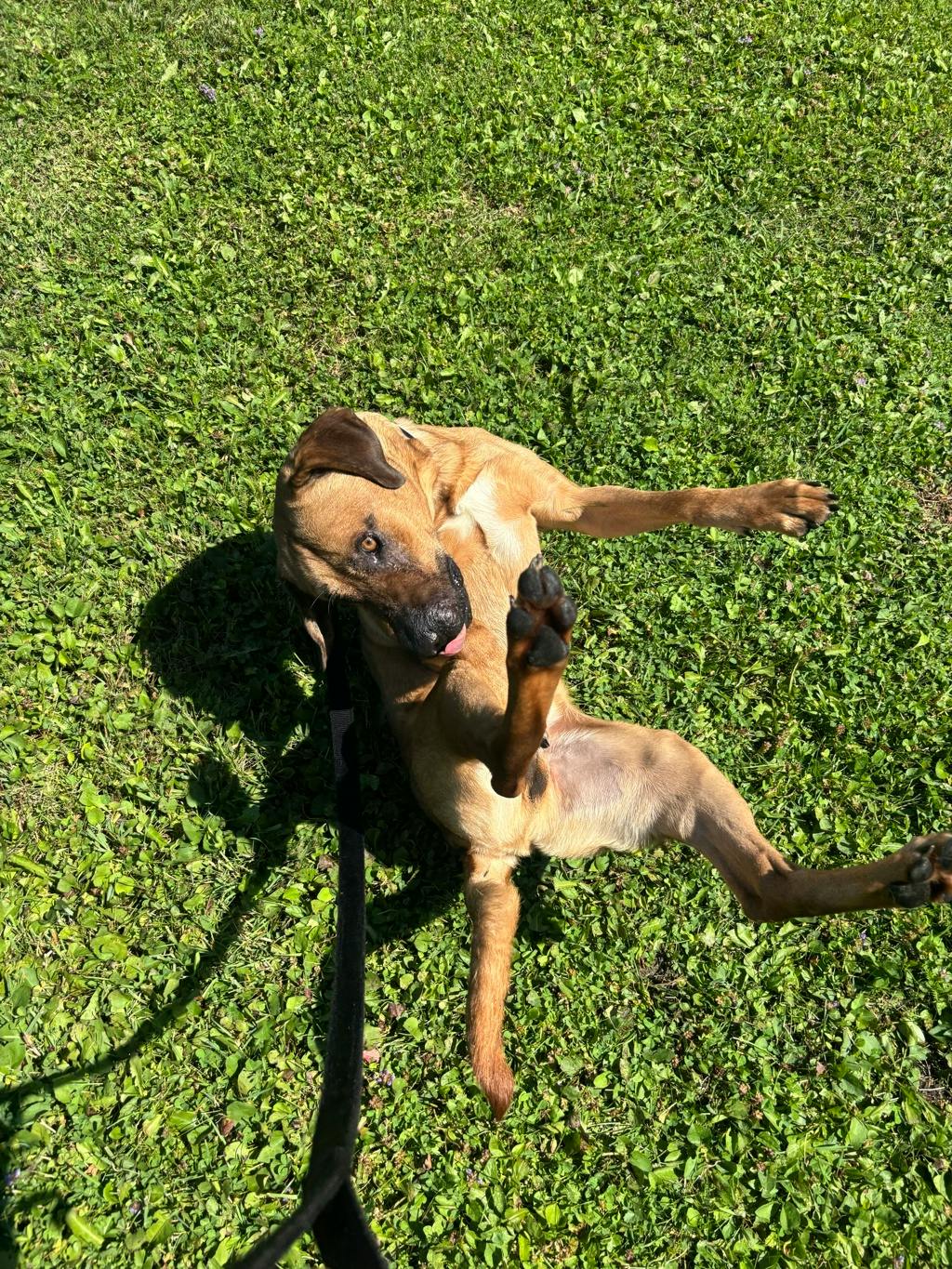 Lewis, a 2 years and 2 months old Tan Male Mastiff Dog