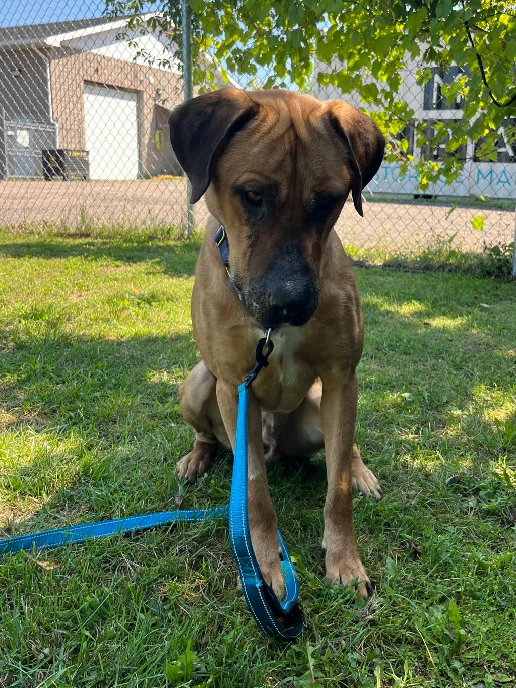 Lewis, a 2 years and 2 months old Tan Male Mastiff Dog