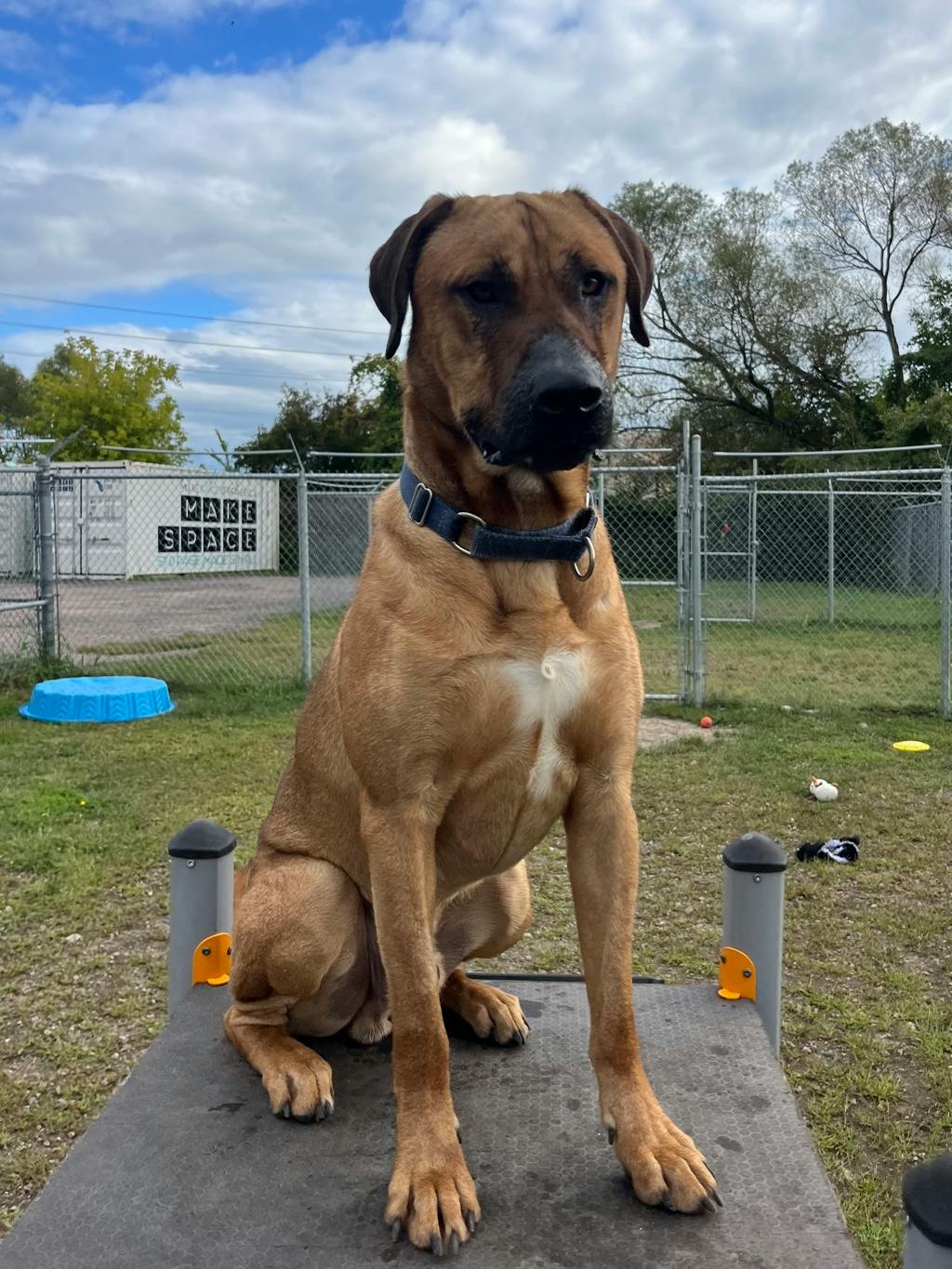 Lewis, a 2 years and 3 months old Tan Male Mastiff Dog