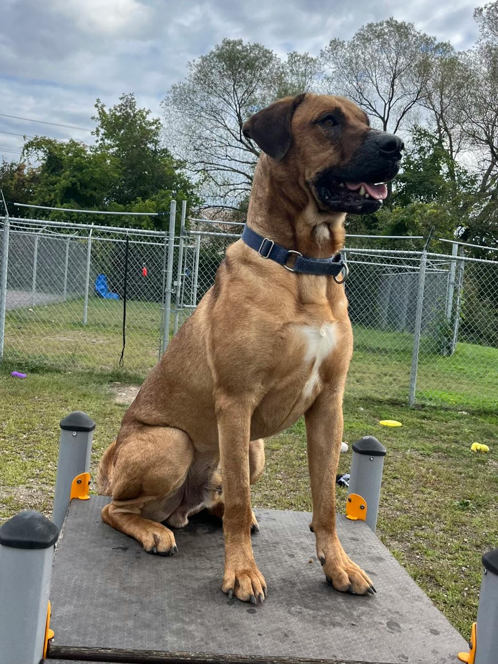 Lewis, a 2 years and 3 months old Tan Male Mastiff Dog