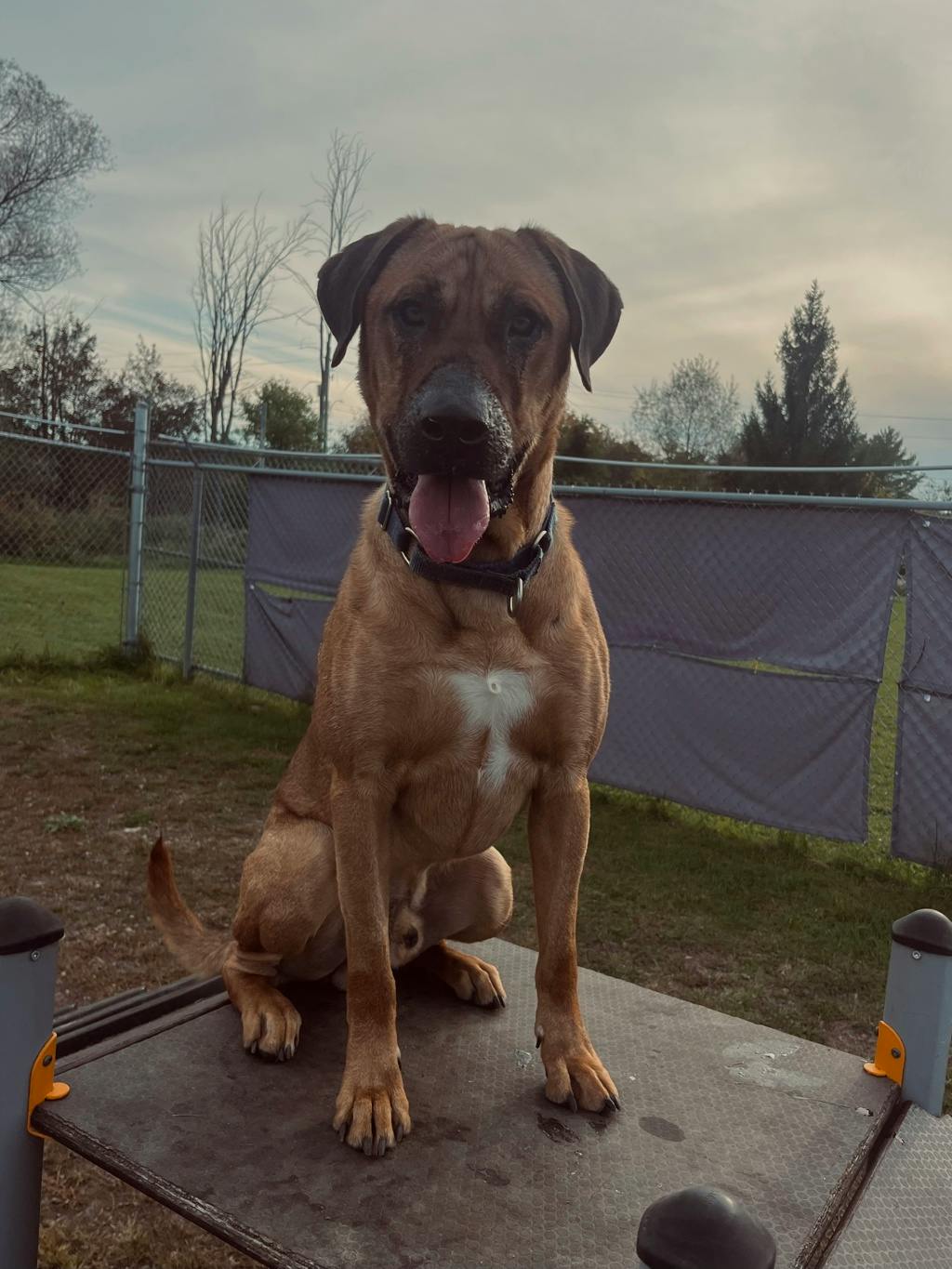 Lewis, a 2 years and 3 months old Tan Male Mastiff Dog