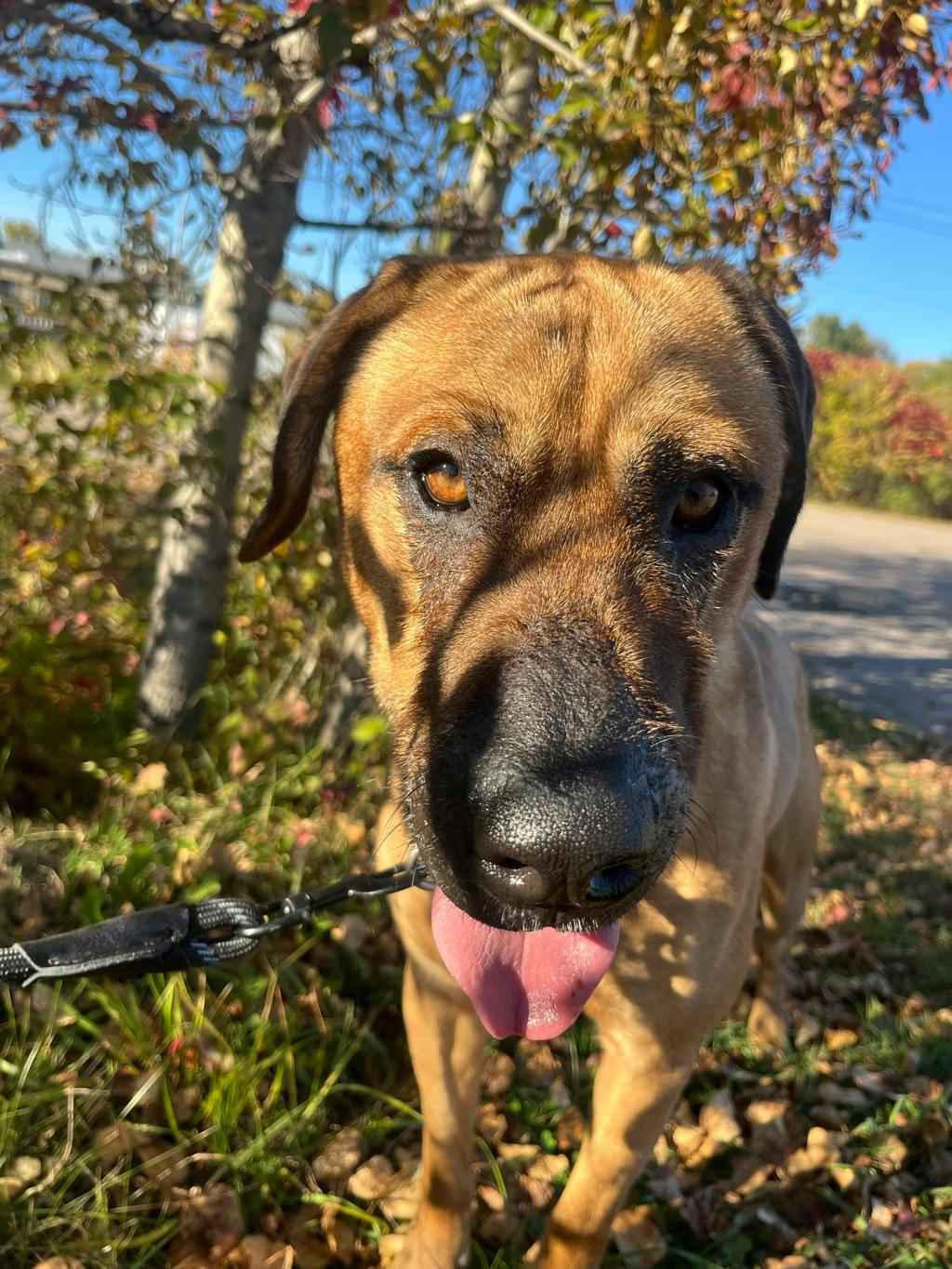 Lewis, a 2 years and 3 months old Tan Male Mastiff Dog
