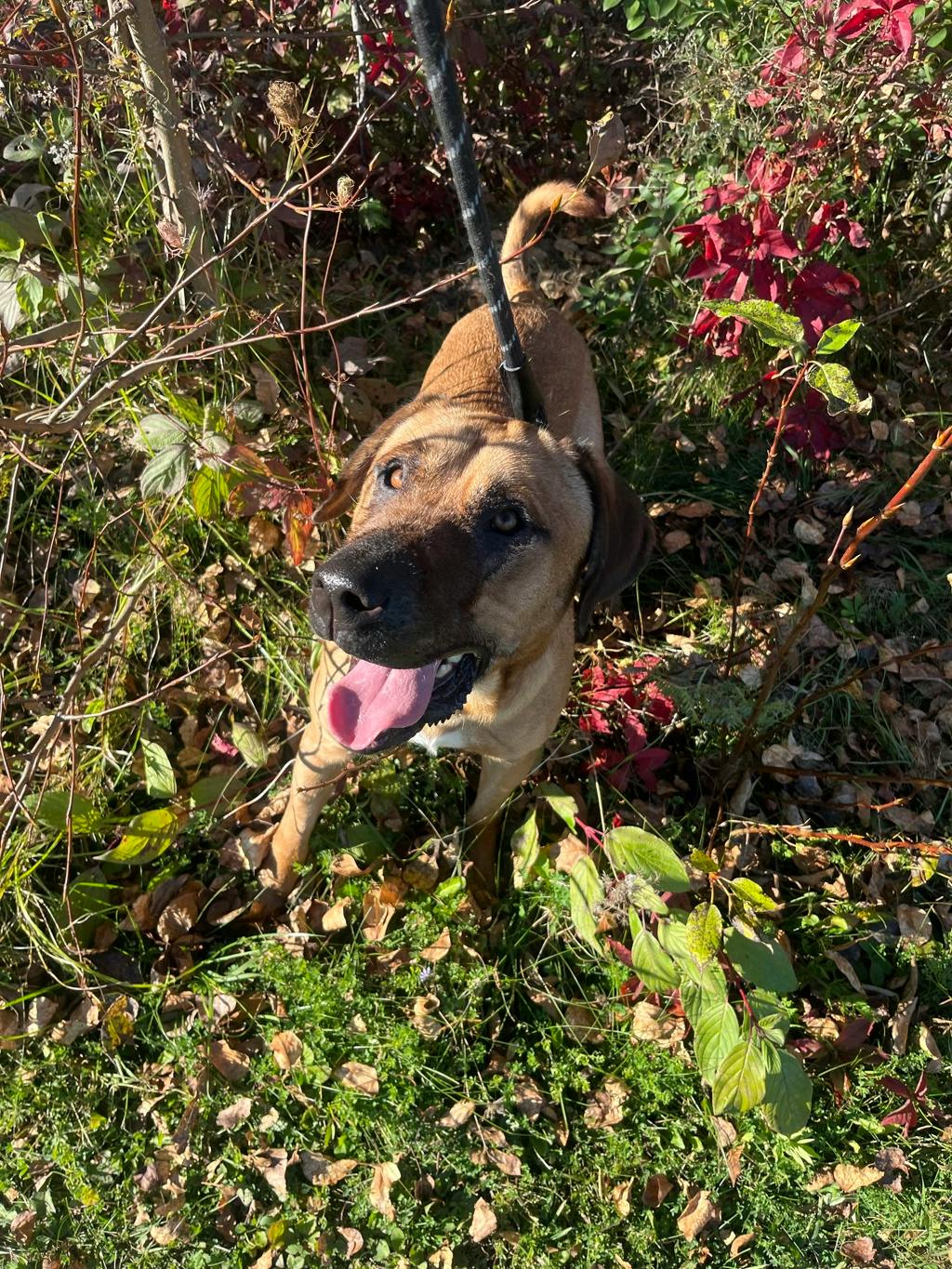 Lewis, a 2 years and 3 months old Tan Male Mastiff Dog