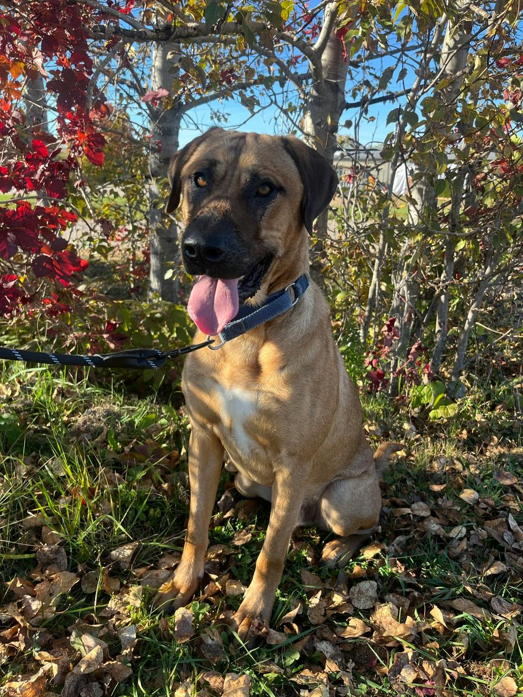 Lewis, a 2 years and 3 months old Tan Male Mastiff Dog