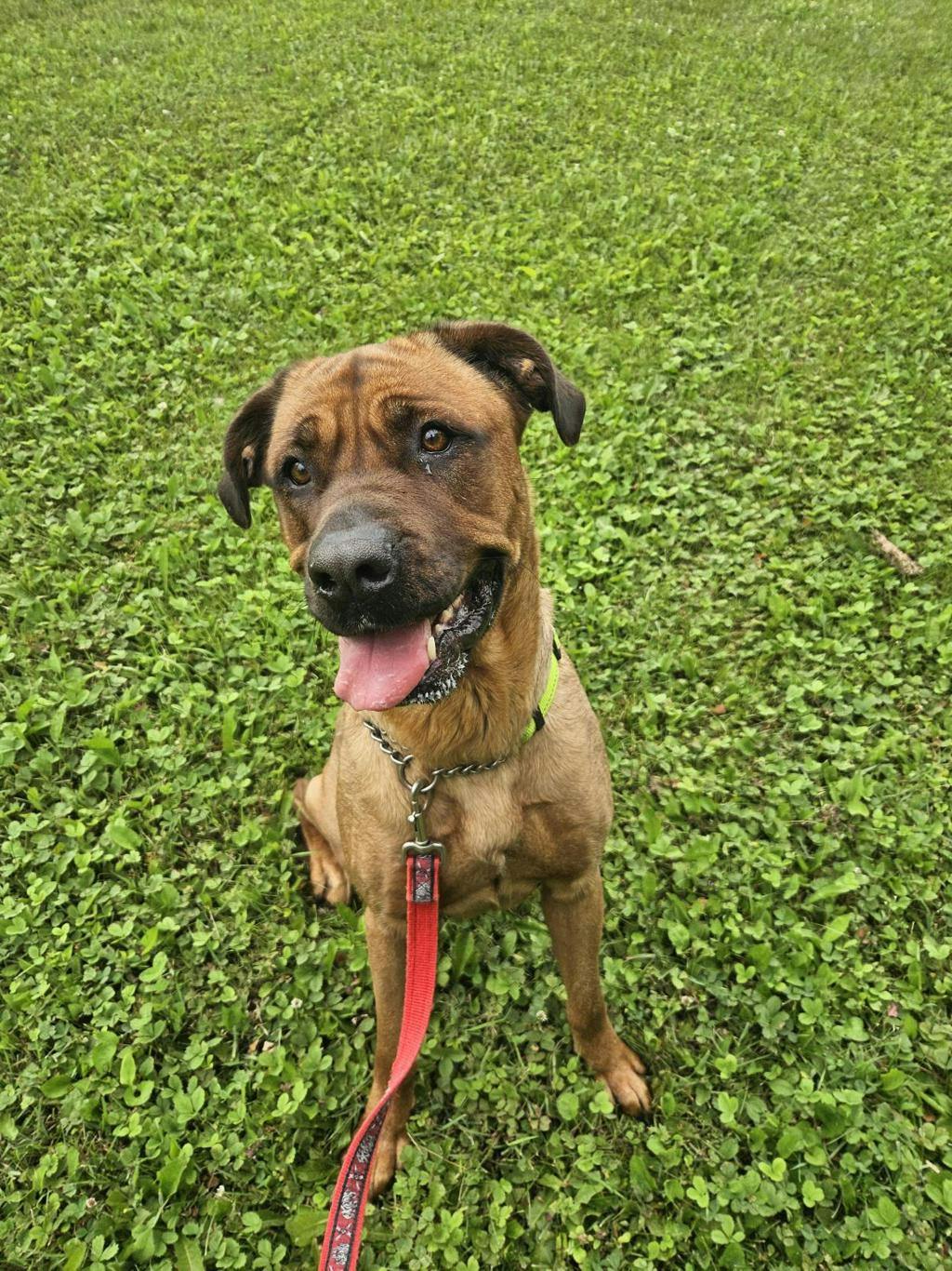 Mastiff