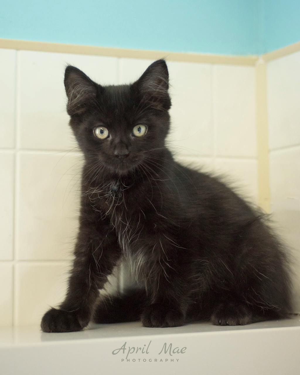 Sebastian (petsmart) Image