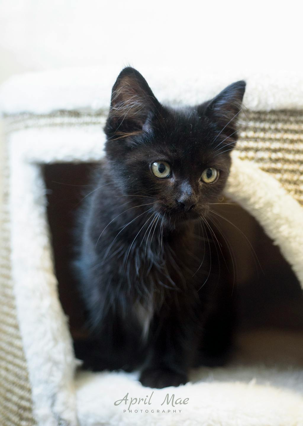Sebastian (petsmart) Image