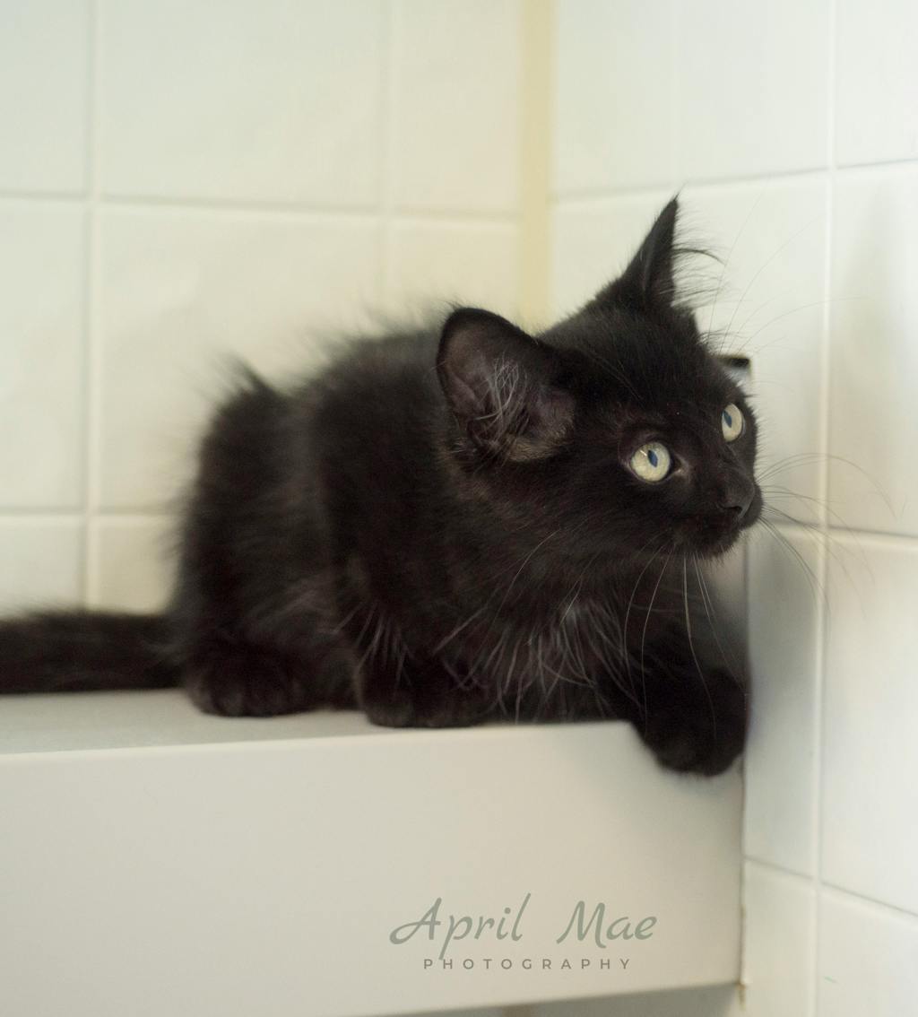 Sebastian (petsmart) Image