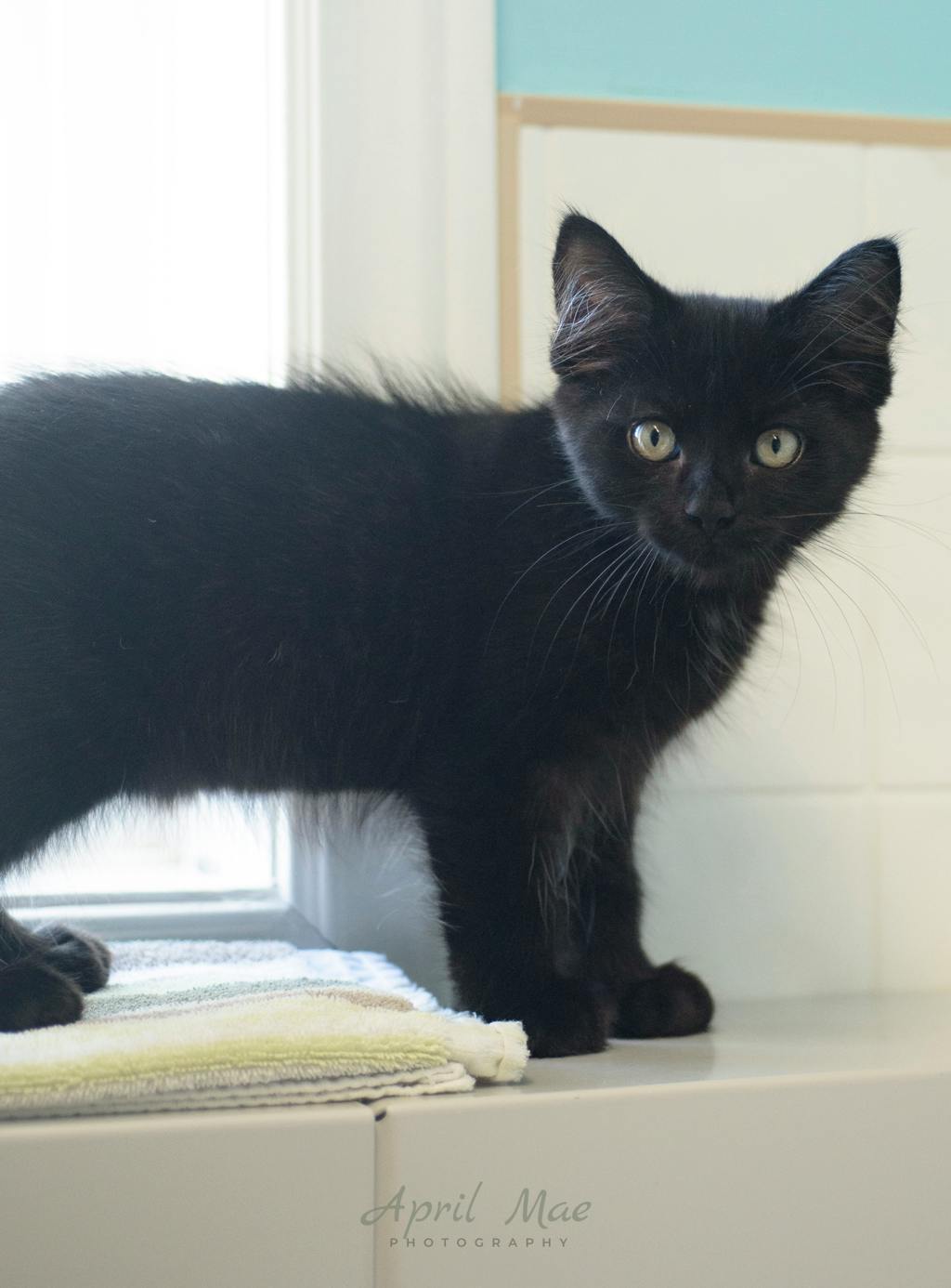 Sebastian (petsmart) Image