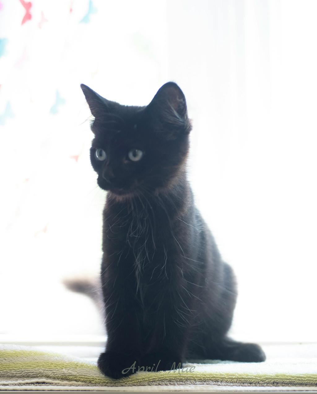 Sebastian (petsmart) Image