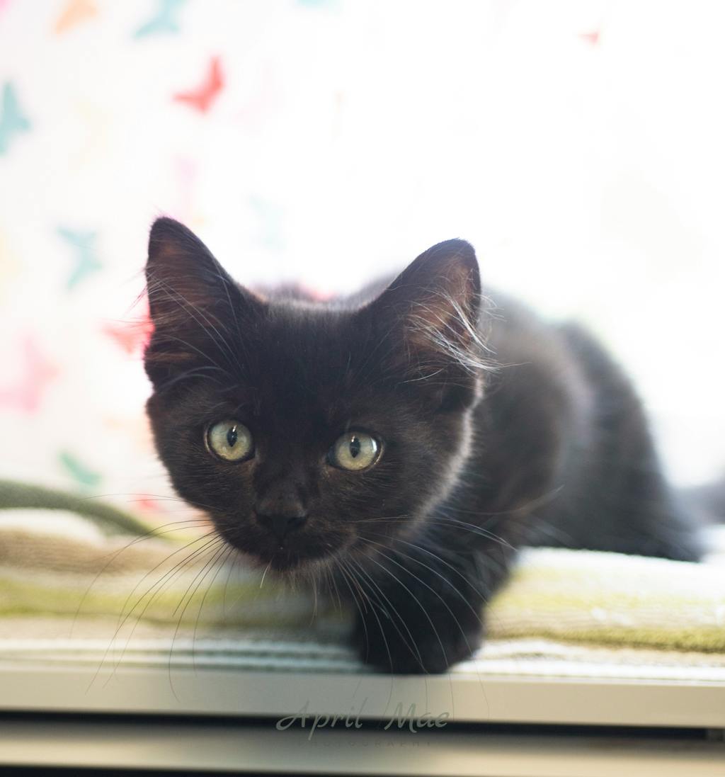 Sebastian (petsmart) Image