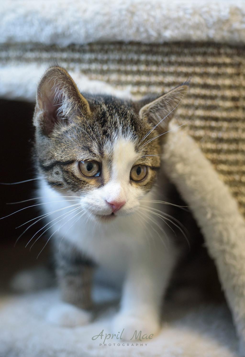 Fragra (petsmart) Image