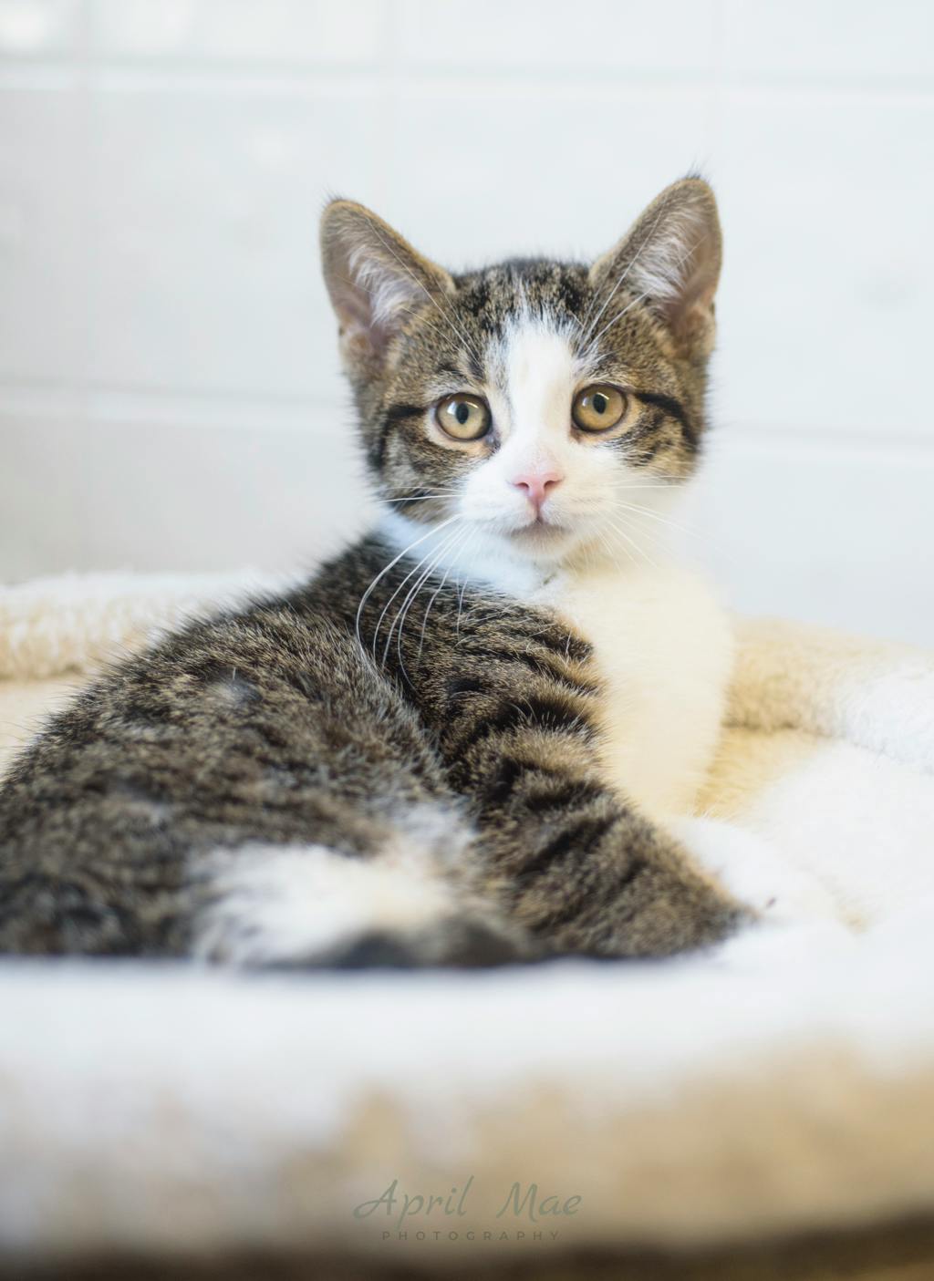Fragra (petsmart) Image