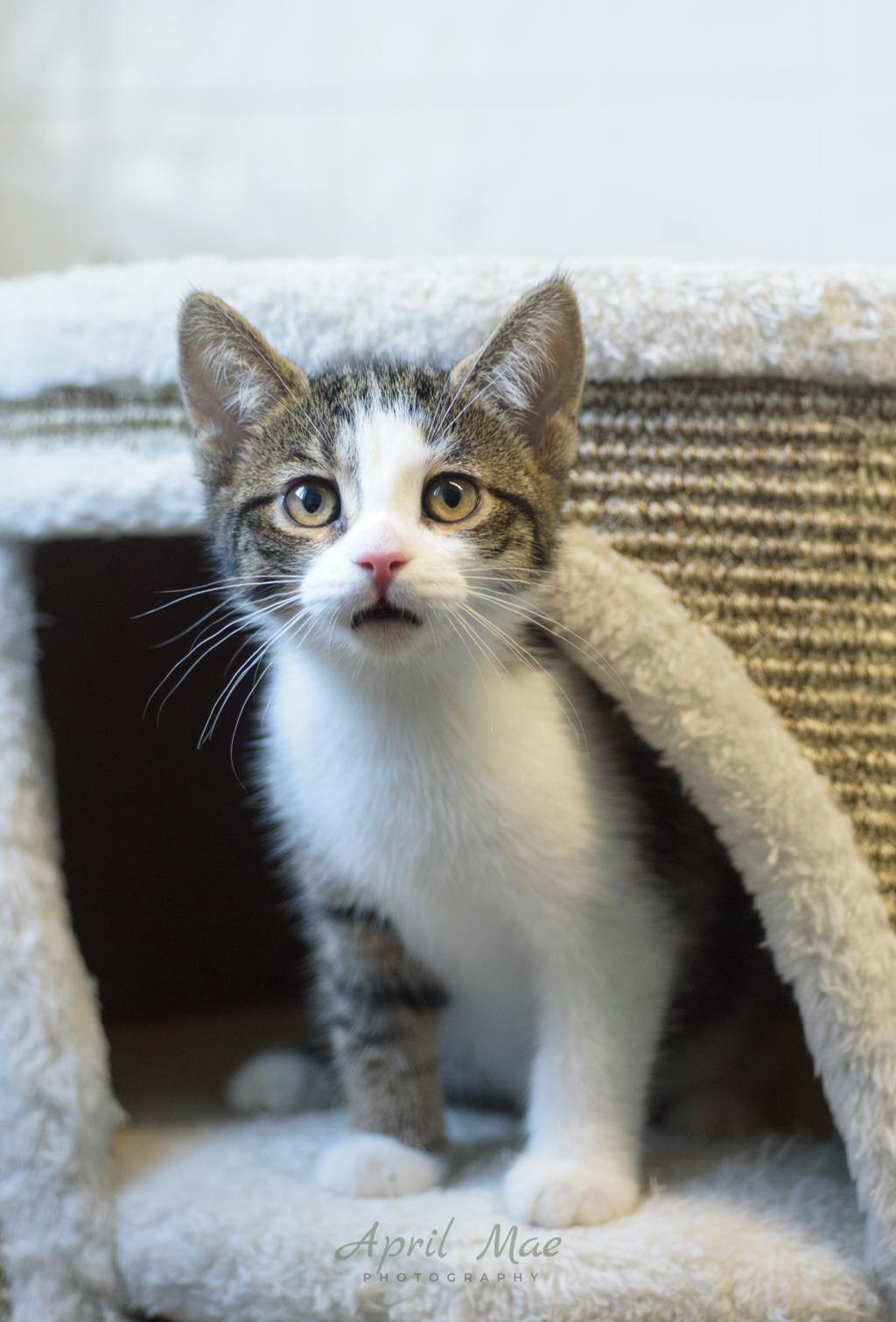 Fragra (petsmart) Image