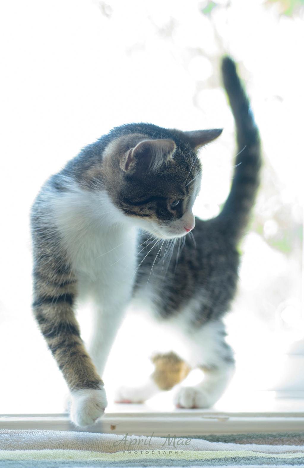 Fragra (petsmart) Image