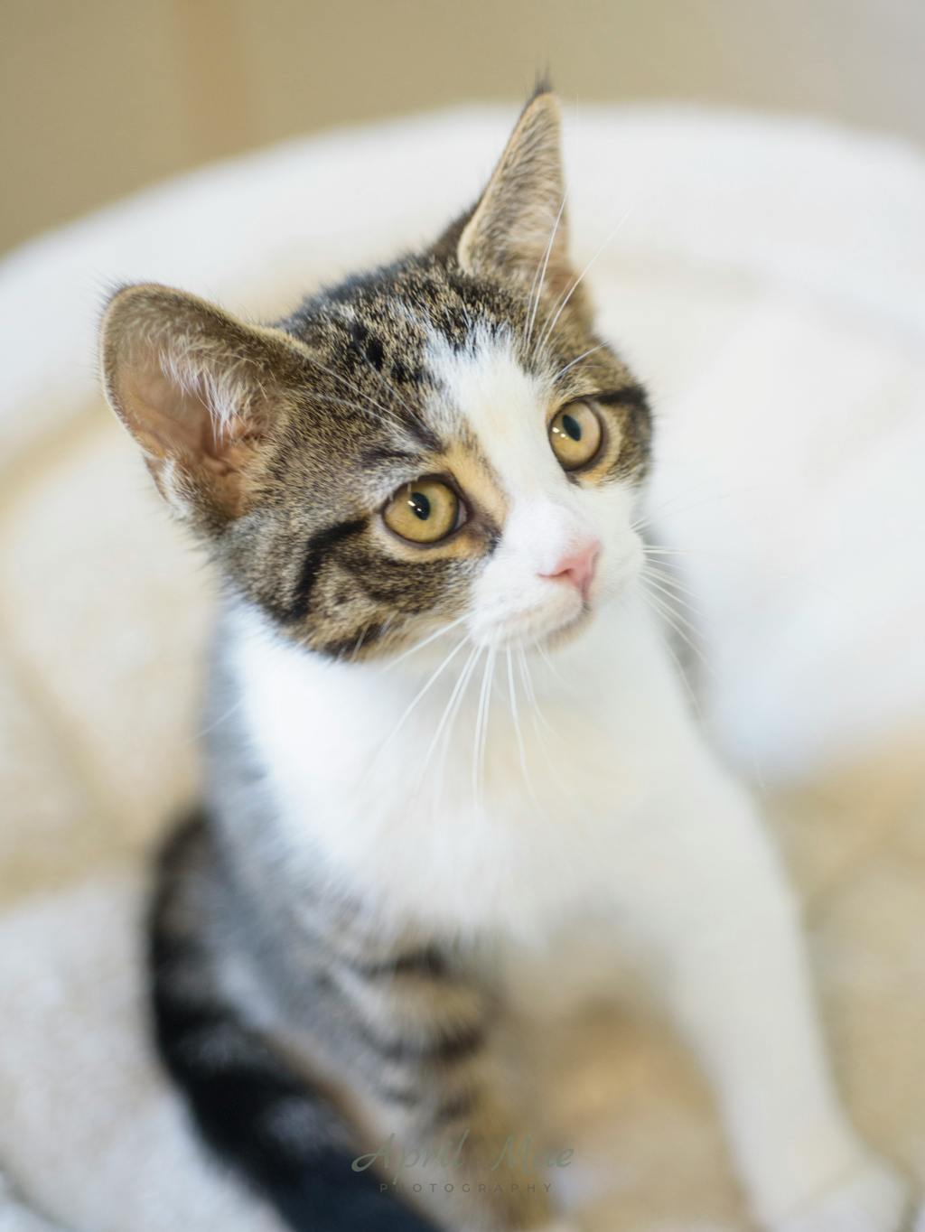 Fragra (petsmart) Image