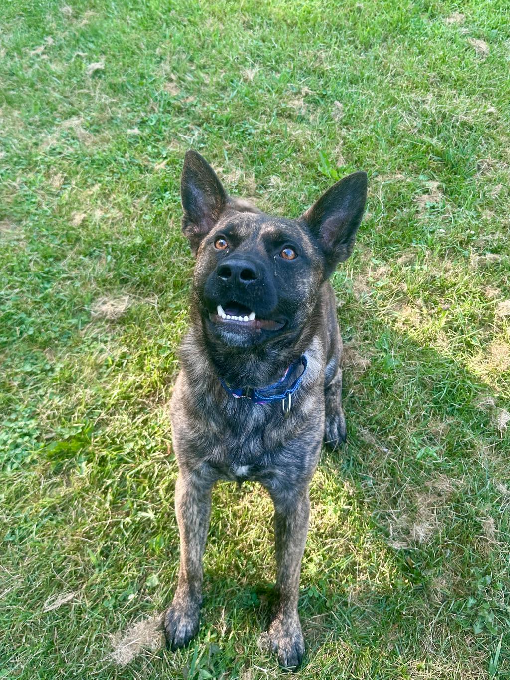 Shepherd