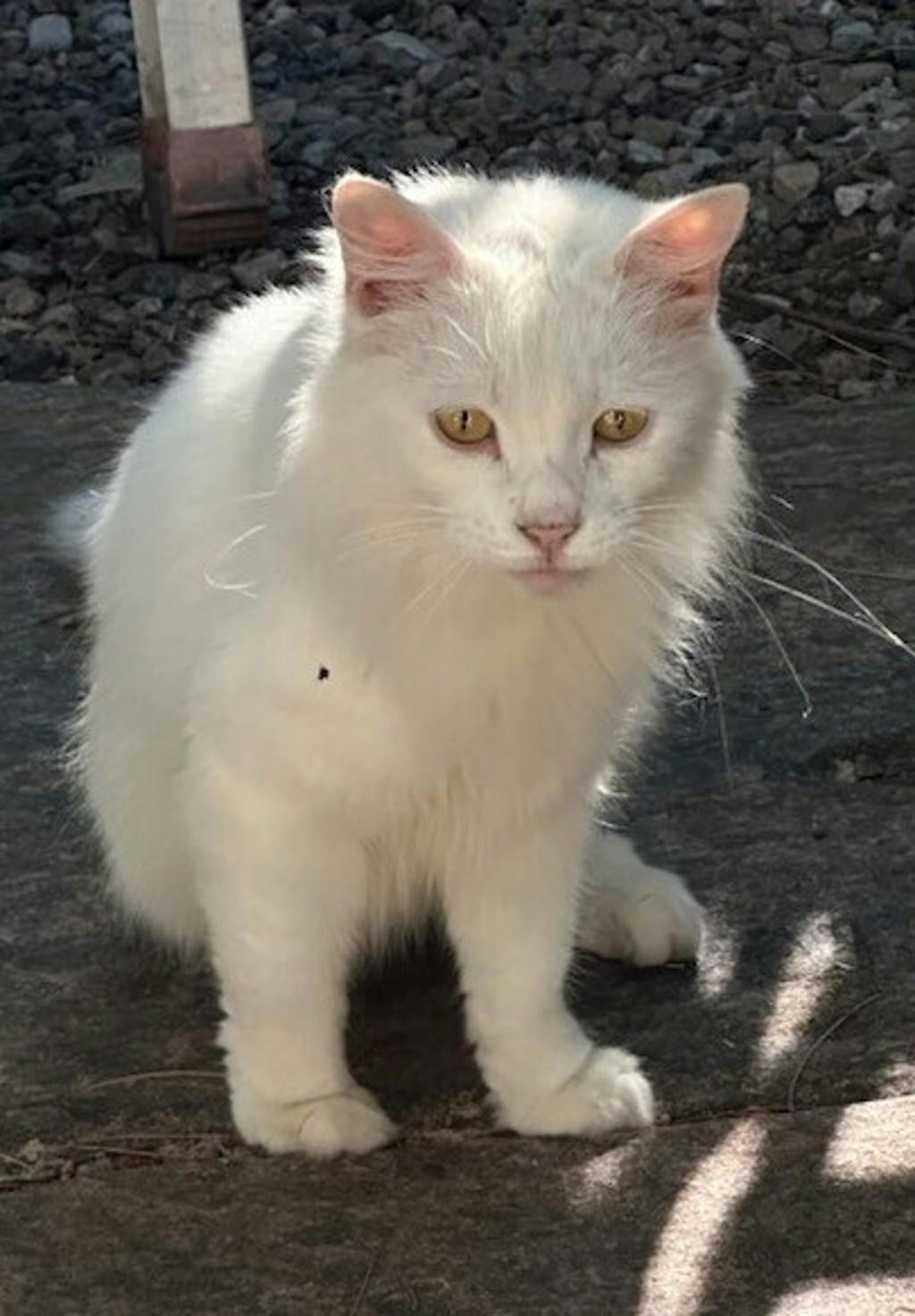 Cleo Image