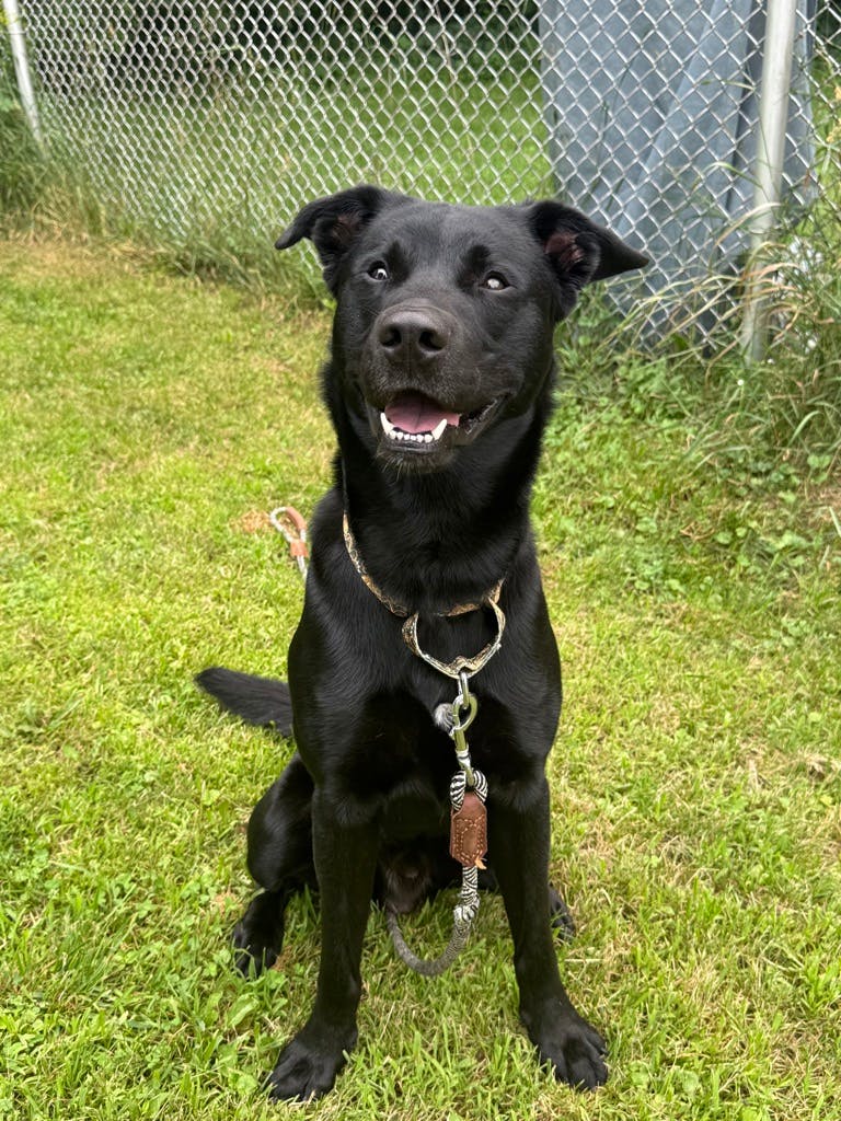 Labrador Retriever