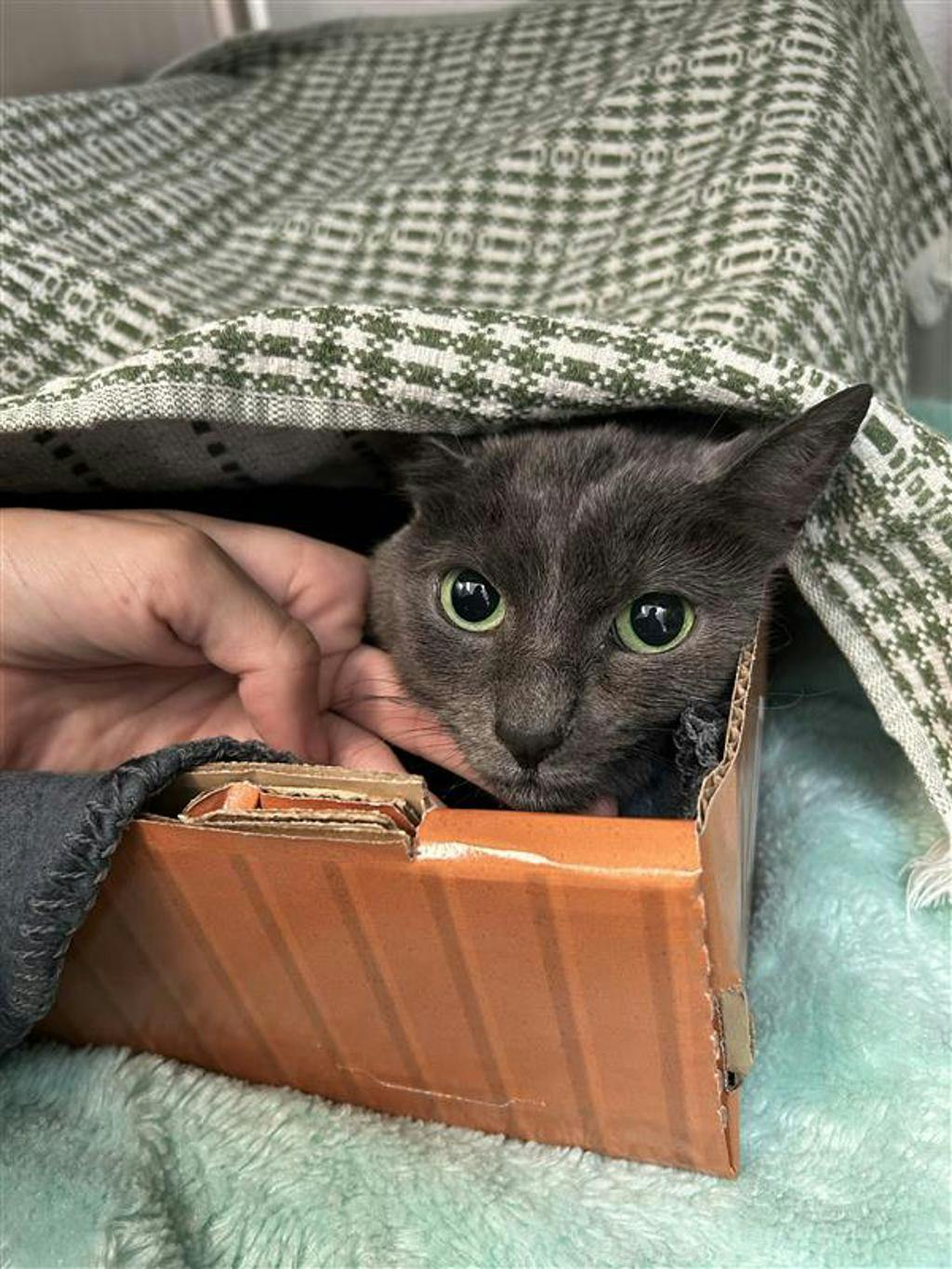 Fergus Image