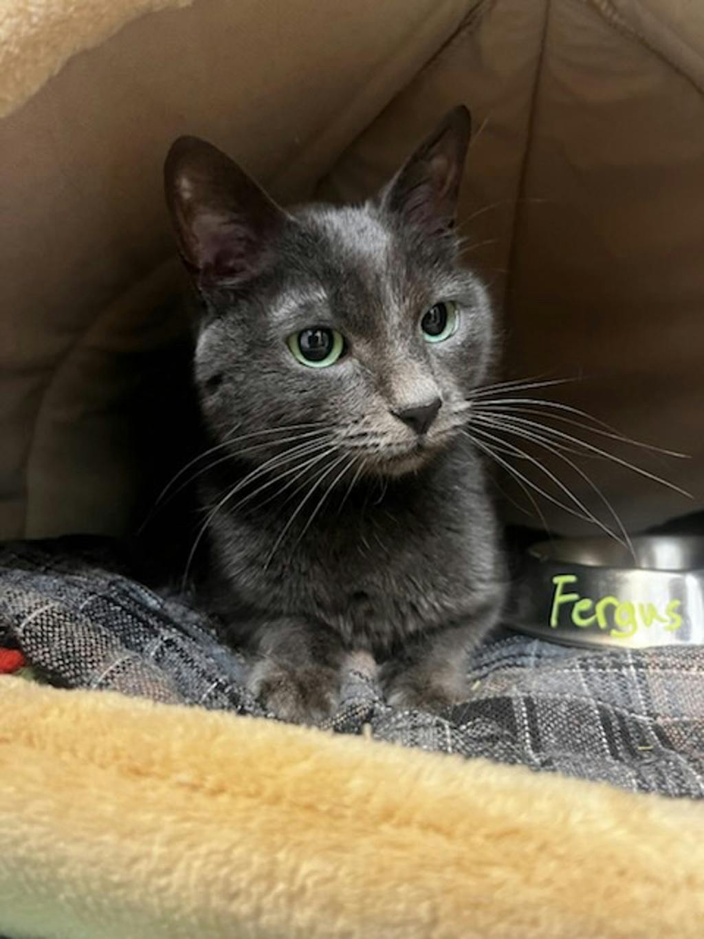 Fergus Image