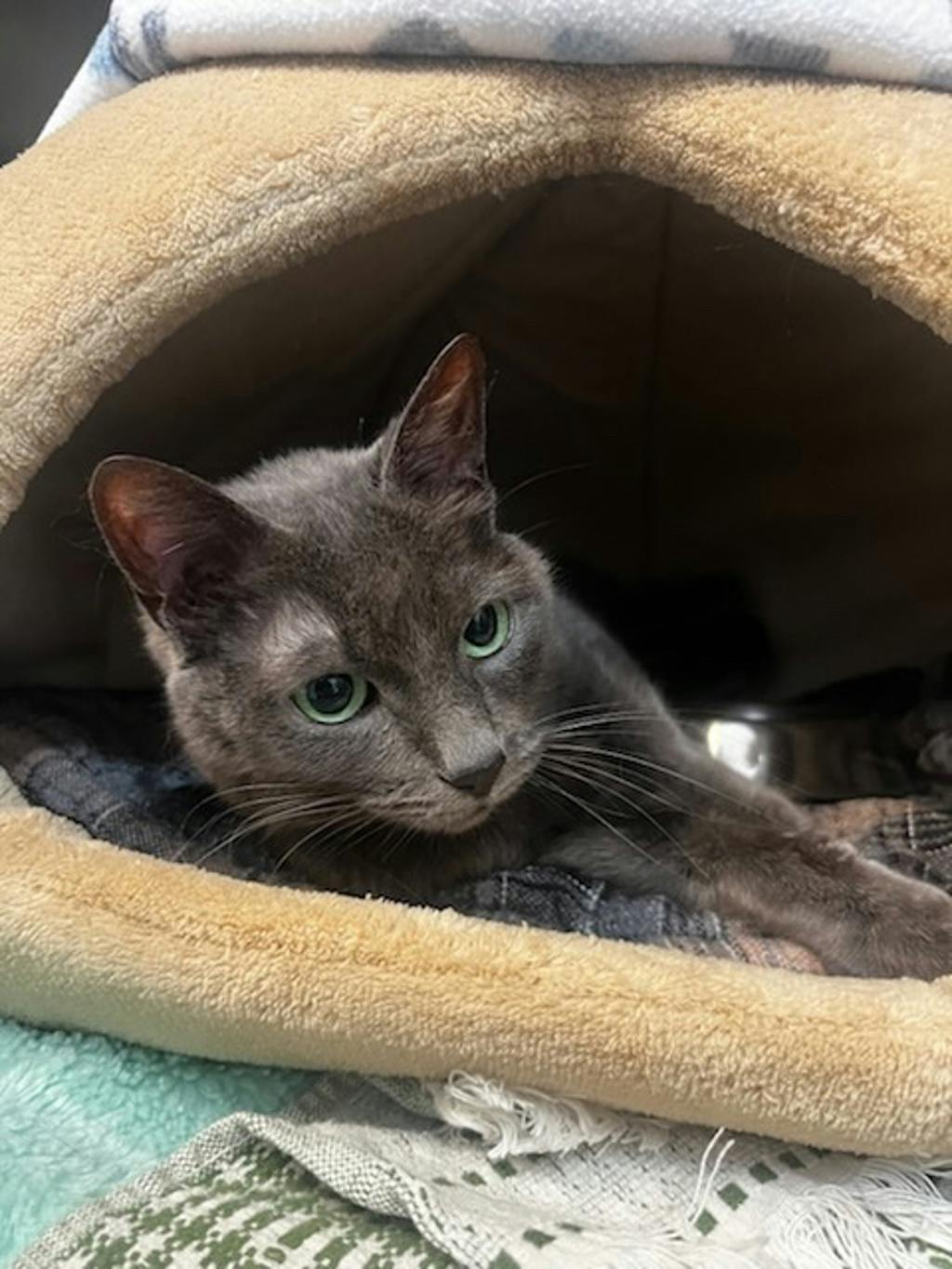 Fergus Image