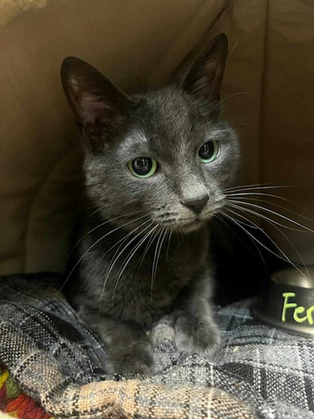 Fergus Image