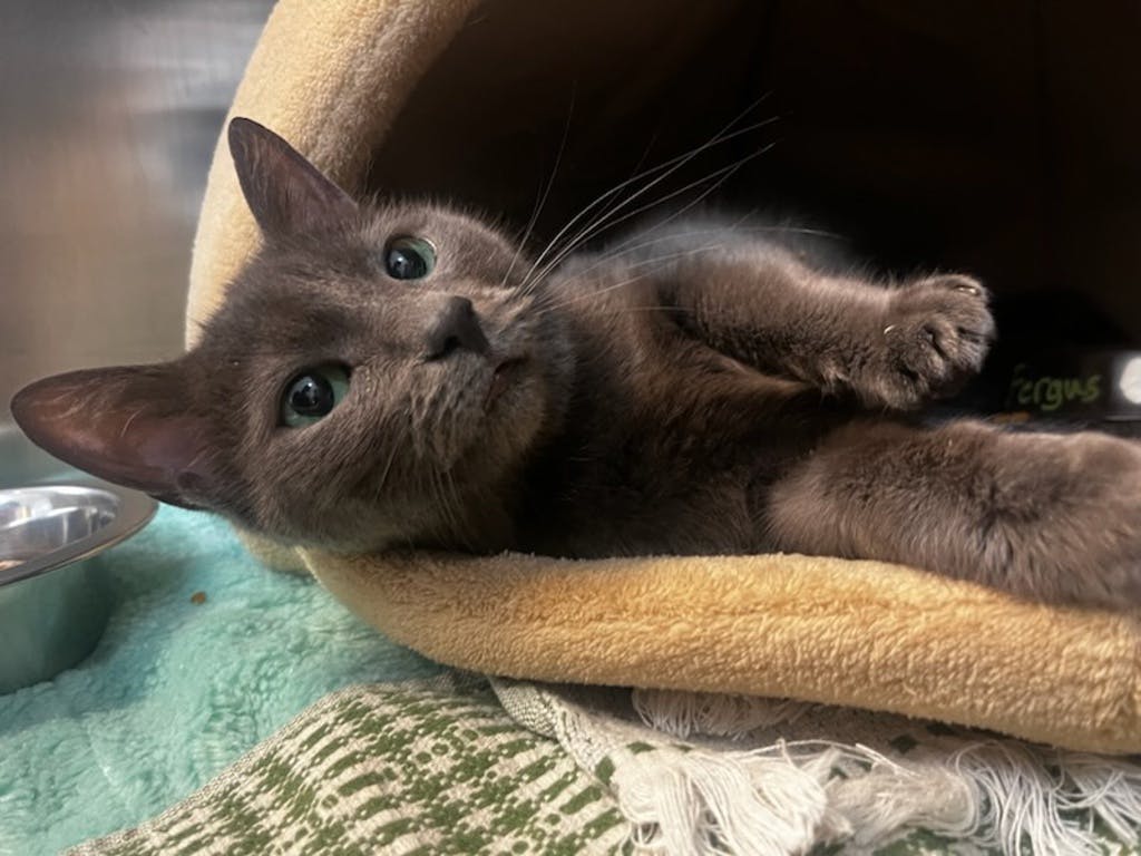 Fergus Image