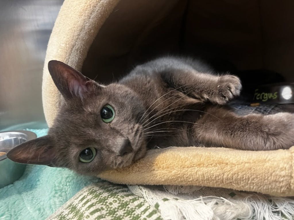 Fergus Image