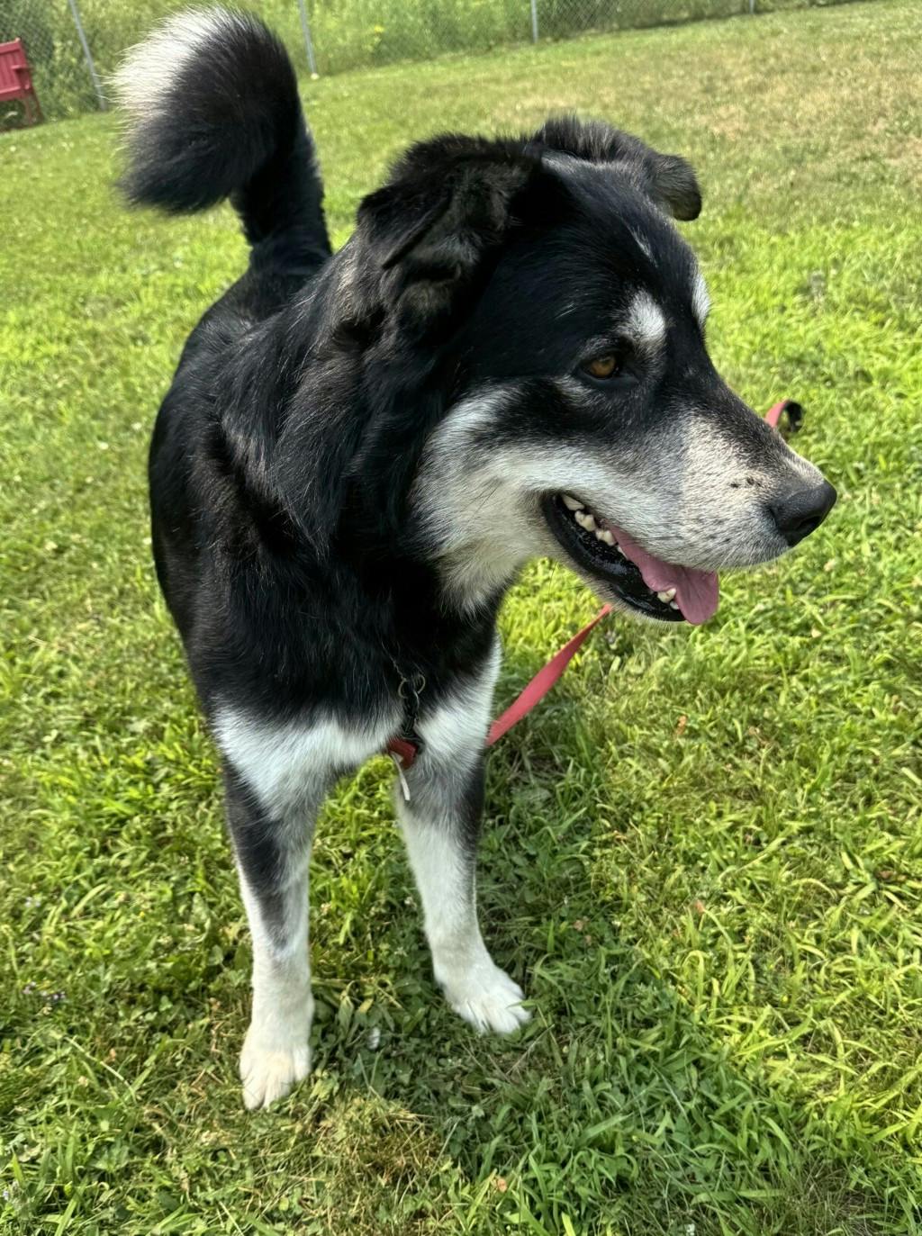 Oreo Image