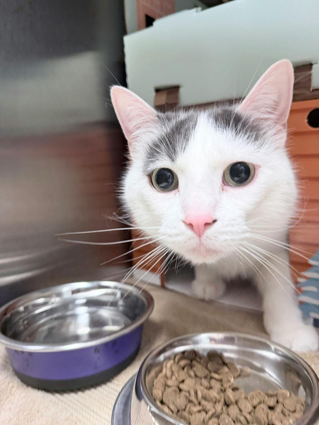 Mopar, a 4 years and 2 months old White Male Domestic Short Hair Cat