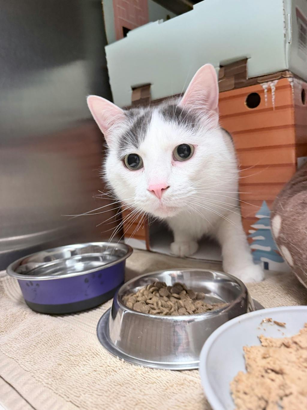 Mopar, a 4 years and 2 months old White Male Domestic Short Hair Cat