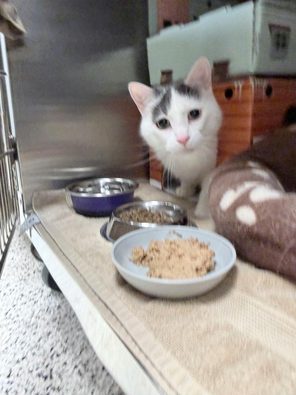 Mopar, a 4 years and 2 months old White Male Domestic Short Hair Cat