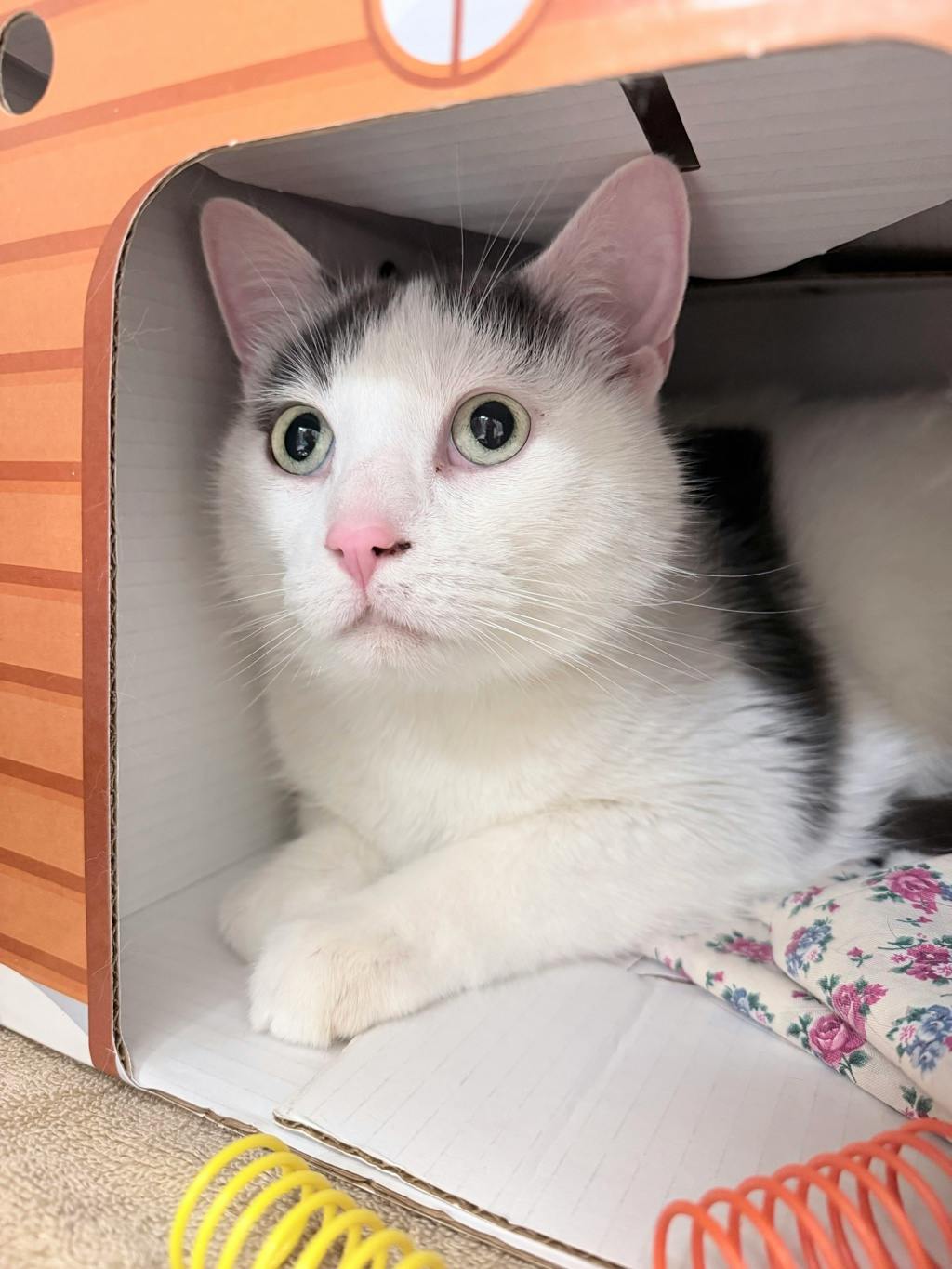 Mopar, a 4 years and 2 months old White Male Domestic Short Hair Cat