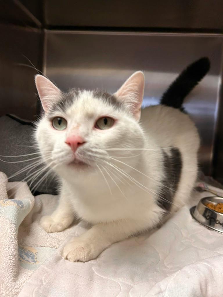 Mopar, a 4 years and 3 months old White Male Domestic Short Hair Cat