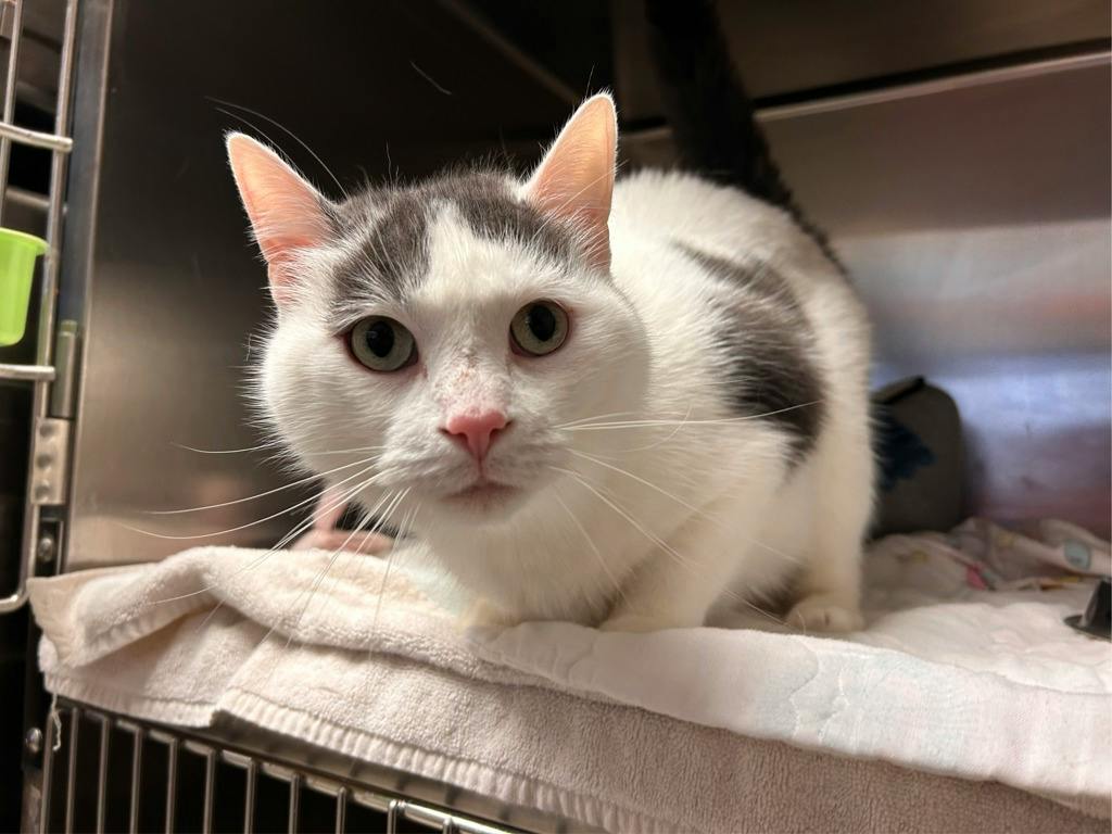 Mopar, a 4 years and 3 months old White Male Domestic Short Hair Cat
