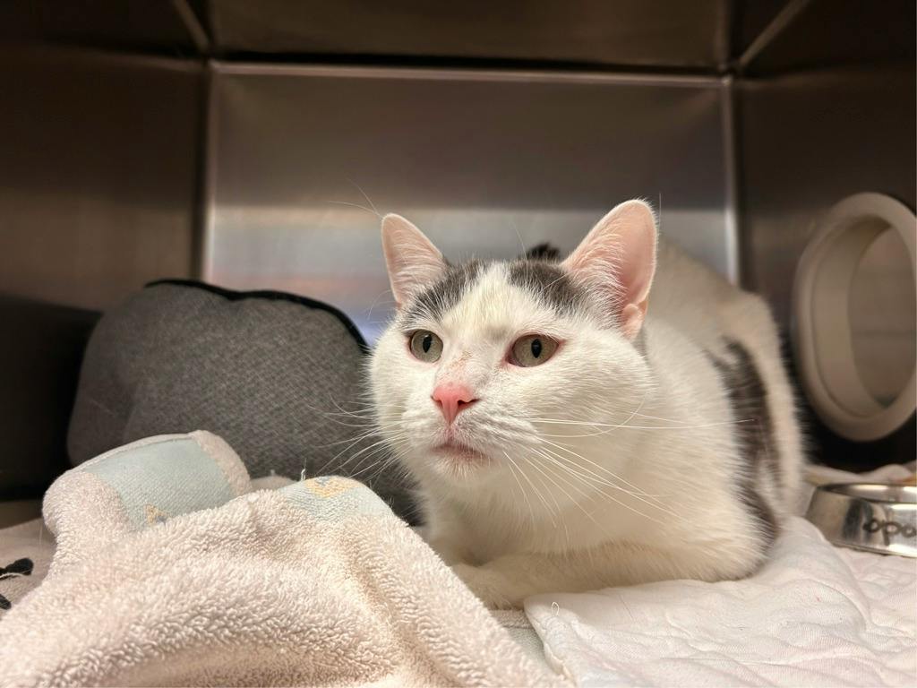Mopar, a 4 years and 3 months old White Male Domestic Short Hair Cat