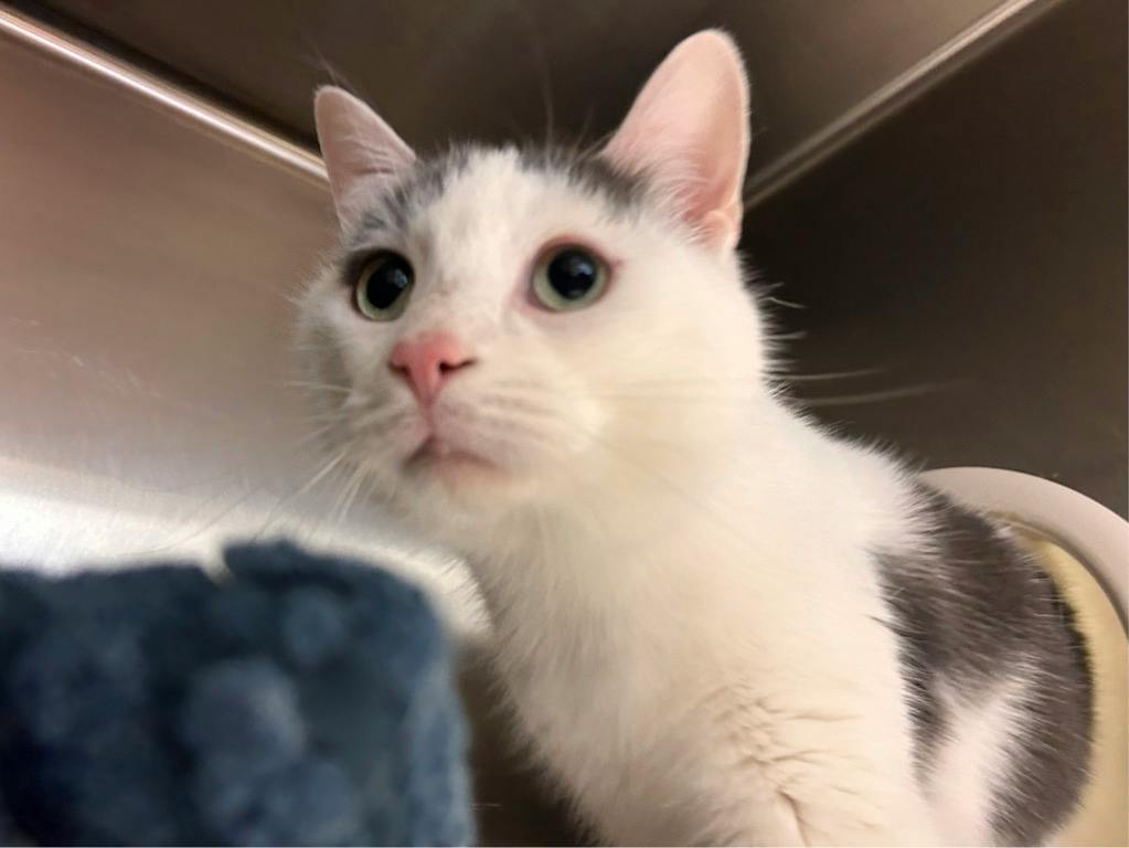 Mopar, a 4 years and 3 months old White Male Domestic Short Hair Cat