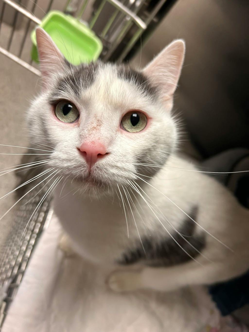Mopar, a 4 years and 3 months old White Male Domestic Short Hair Cat
