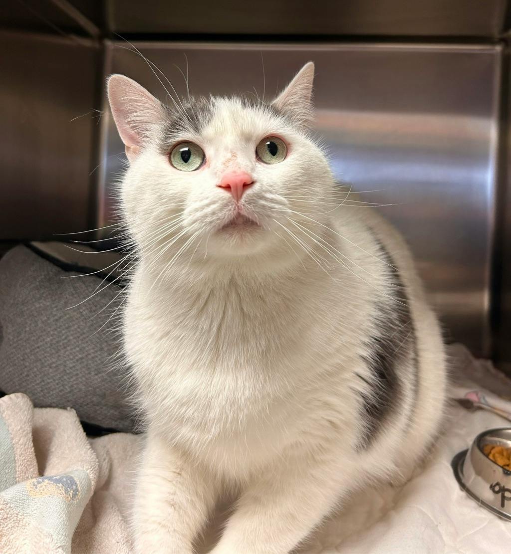 Mopar, a 4 years and 3 months old White Male Domestic Short Hair Cat