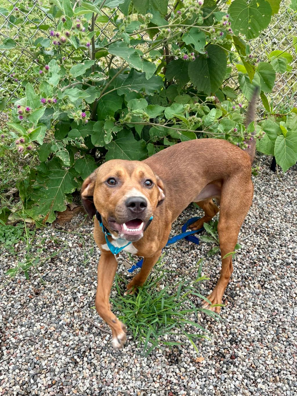 Bentley, a 2 years and 1 month old Red Male Coonhound, Bluetick Dog
