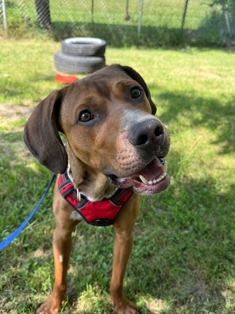 Bentley, a 2 years and 1 month old Red Male Coonhound, Bluetick Dog