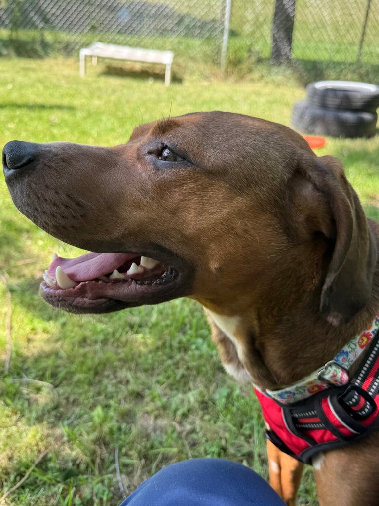 Bentley, a 2 years and 1 month old Red Male Coonhound, Bluetick Dog