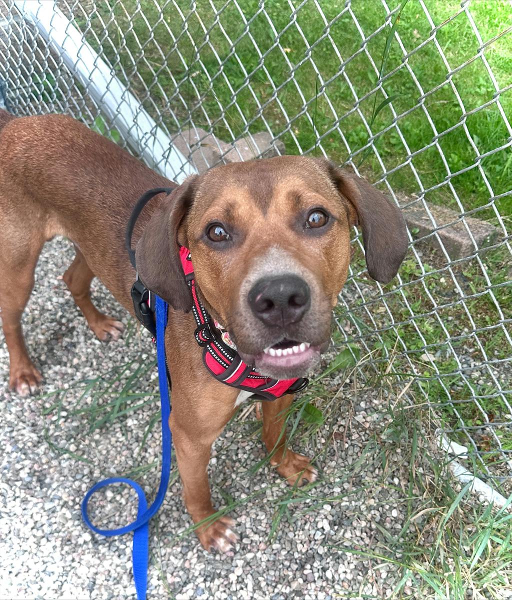 Bentley, a 2 years and 1 month old Red Male Coonhound, Bluetick Dog