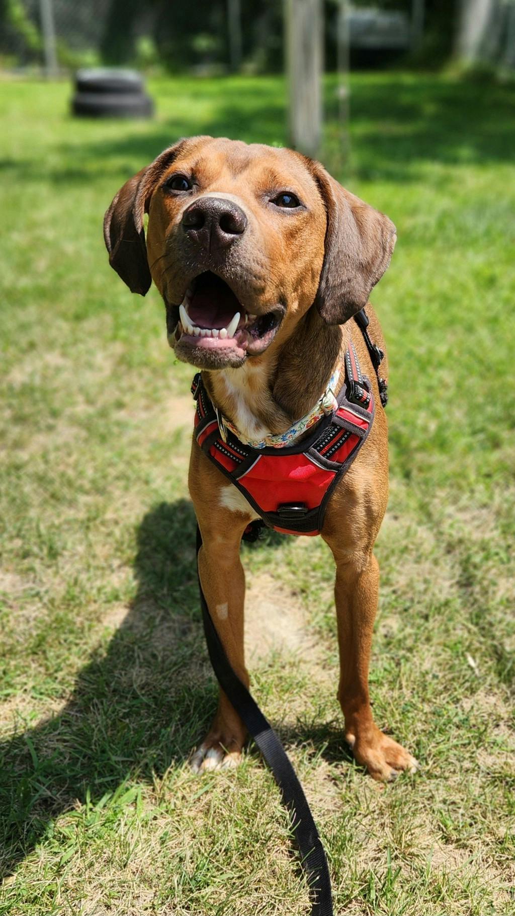 Hound