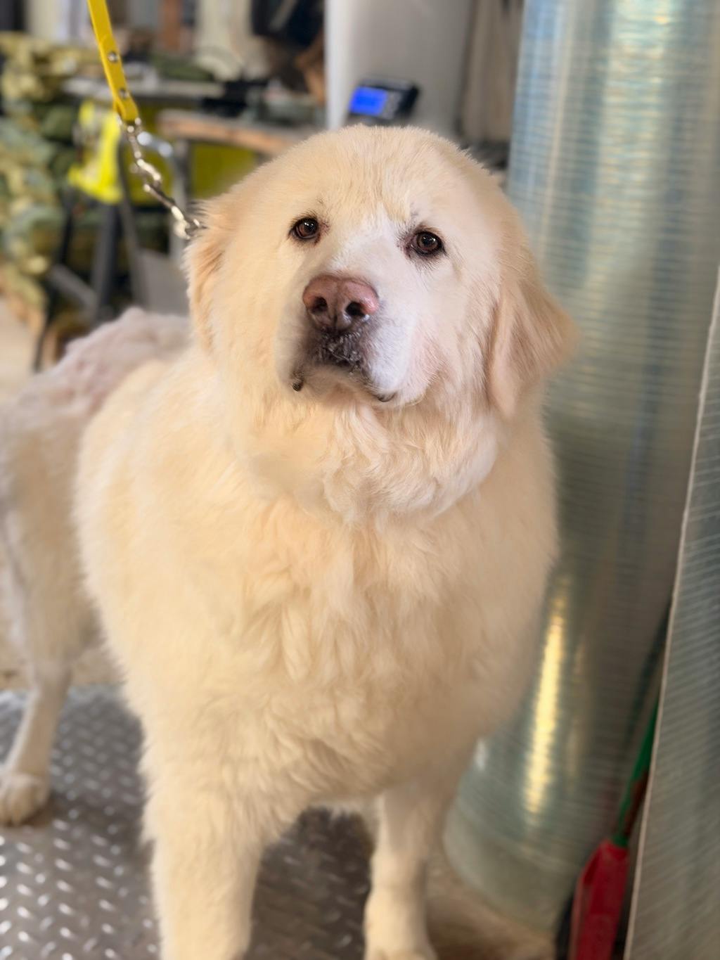 Gucci, a 5 years and 3 months old White Female Maremma Sheepdog Dog